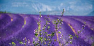 Która gra Mario jest najlepsza?