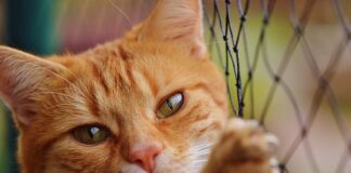 Czy netto ma aplikacje?