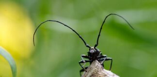 Ile pieniędzy ma Musk?