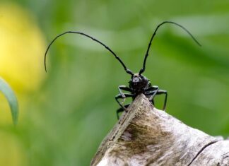 Ile pieniędzy ma Musk? Ile pieniędzy ma Musk?