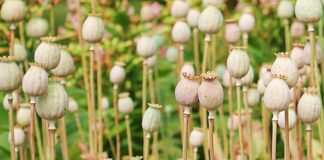 Ile trwa wydobycie 1 ETH?