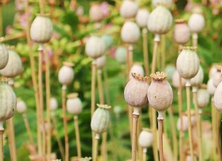 Ile trwa wydobycie 1 ETH? Ile trwa wydobycie 1 ETH?