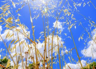 Kto może przeglądać blockchain?