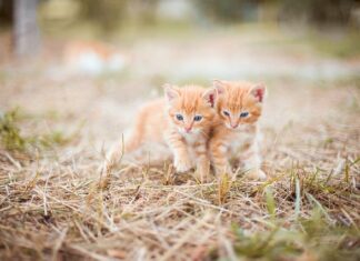 Czy smarować świece zapłonowe?