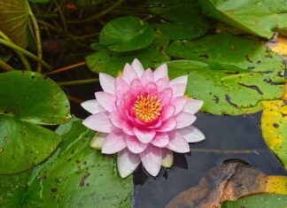 Jaka podkładka pod korek spustowy oleju?