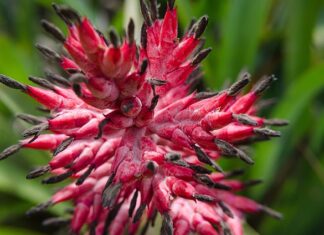 Co zamiast wazeliny technicznej?